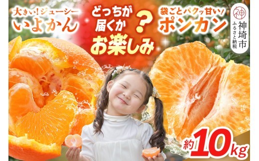 【2027年1月中旬より発送開始】伊予柑orポンカン 約10kg【みかん 柑橘 ぽんかん フルーツ デザート お楽しみ】(H116157)