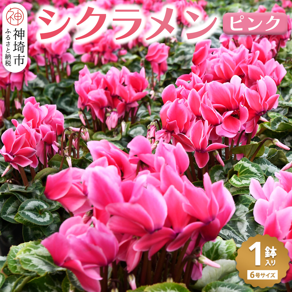 【先行受付11月20日より発送 数量・季節限定】鉢花 シクラメン ピンク6号鉢【シクラメン 冬のギフト ふるさと納税】(H069111)