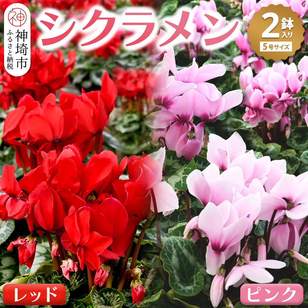 【先行受付11月20日より発送 数量・季節限定】鉢花 シクラメン 5号鉢×2鉢 【ピンク・レッドの2色をお届けします!!】【シクラメン 冬のギフト ふるさと納税】(H069110)