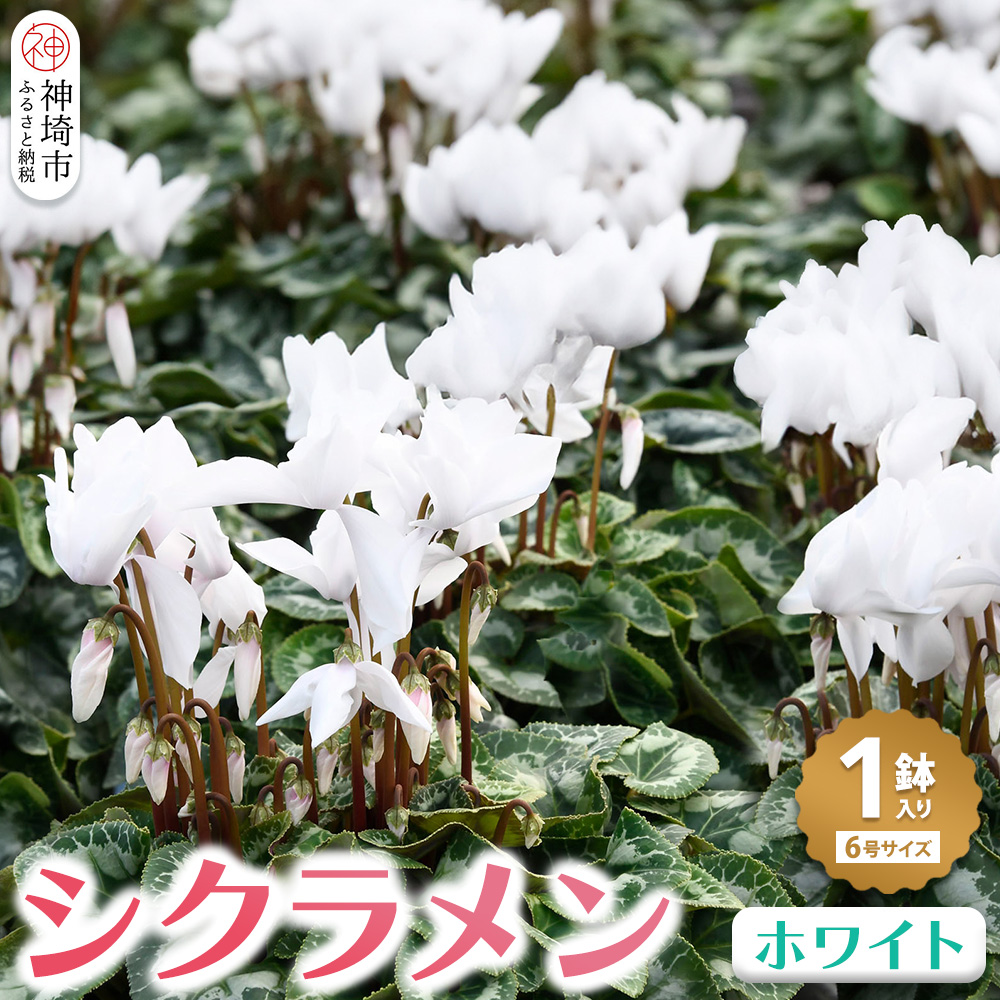 【先行受付11月20日より発送 数量・季節限定】鉢花 シクラメン ホワイト6号鉢【シクラメン 冬のギフト ふるさと納税】(H069112)