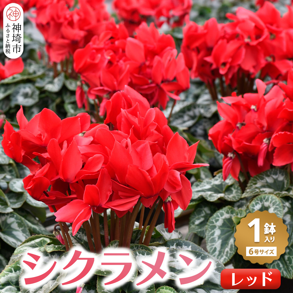 【先行受付11月20日より発送 数量・季節限定】鉢花 シクラメン レッド 6号鉢【シクラメン 冬のギフト ふるさと納税】(H069113)