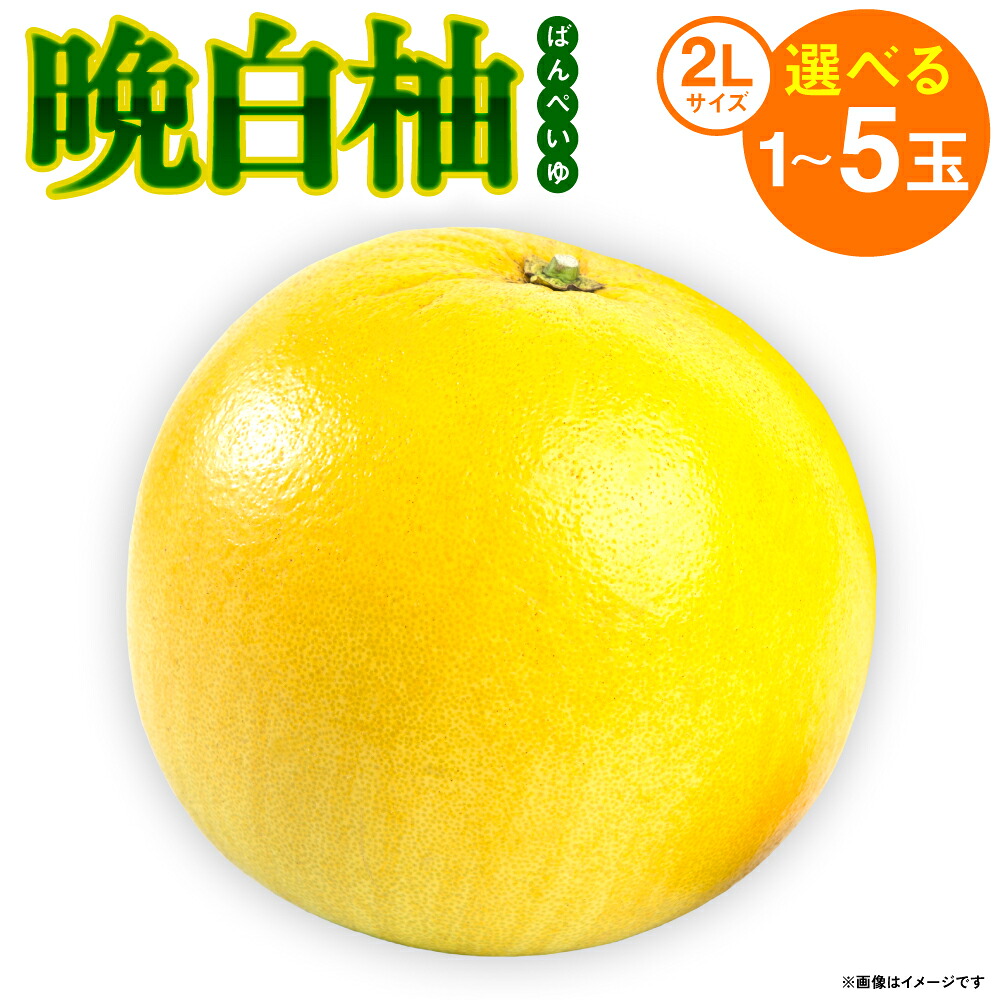 【先行予約】【選べる玉数】熊本県八代市産 晩白柚 (ばんぺいゆ) 2Lサイズ(約2kg)×1玉~5玉 柑橘 みかん 果物 くだもの フルーツ デザート 特産 熊本県 八代市 【2026年12月上旬より順次発送】