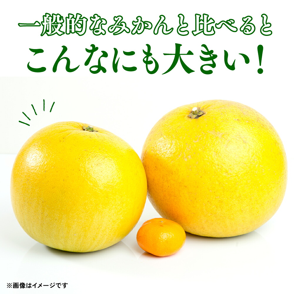【先行予約】【選べる玉数】熊本県八代市産 晩白柚 (ばんぺいゆ) 2Lサイズ(約2kg)×1玉~5玉 柑橘 みかん 果物 くだもの フルーツ デザート 特産 熊本県 八代市 【2026年12月上旬より順次発送】