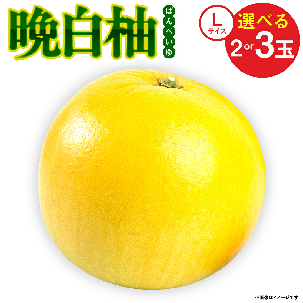 【先行予約】【選べる玉数】 熊本県八代市産 晩白柚 (ばんぺいゆ) Lサイズ 2~3玉 柑橘 みかん 果物 くだもの フルーツ おやつ 特産 熊本県 八代市 【2026年12月上旬より順次発送】
