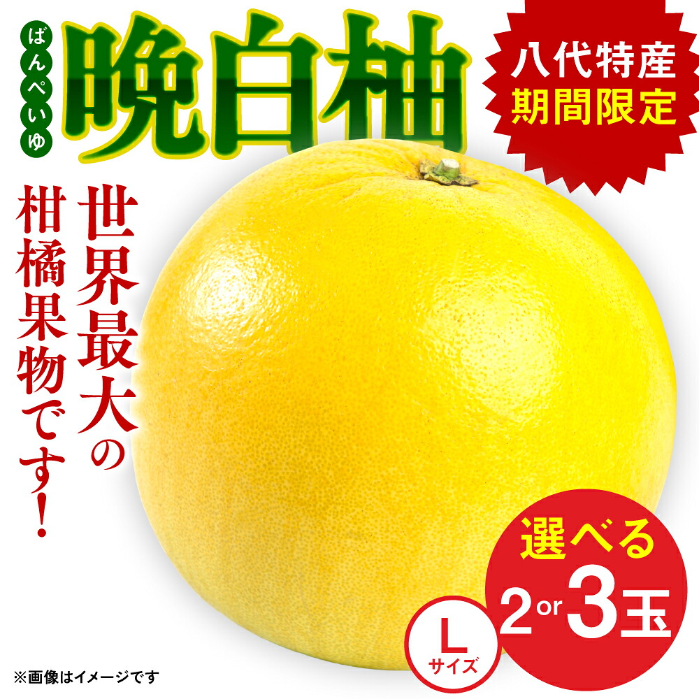【先行予約】【選べる玉数】 熊本県八代市産 晩白柚 (ばんぺいゆ) Lサイズ 2~3玉 柑橘 みかん 果物 くだもの フルーツ おやつ 特産 熊本県 八代市 【2026年12月上旬より順次発送】