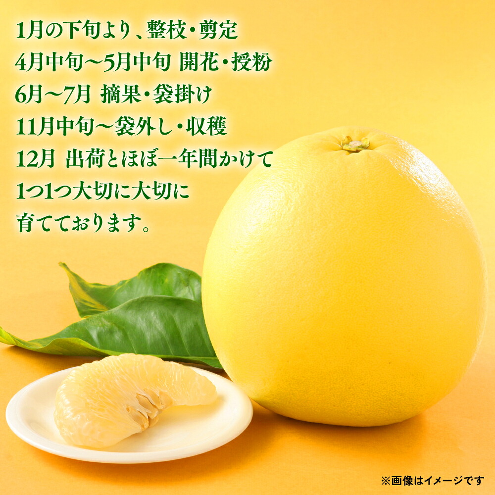 【先行予約】【選べる玉数】 熊本県八代市産 晩白柚 (ばんぺいゆ) Lサイズ 2~3玉 柑橘 みかん 果物 くだもの フルーツ おやつ 特産 熊本県 八代市 【2026年12月上旬より順次発送】