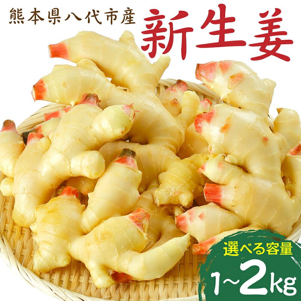 【先行予約】【選べる容量】 熊本県八代市産 新生姜1kg〜2kg 季節限定 しょうが ショウガ ガリ ジンジャー 野菜 食品 温活 冷え対策 旬 【2026年9月上旬より順次発送】