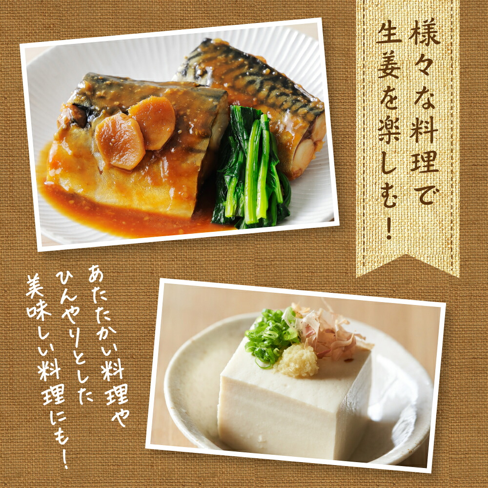 【先行予約】【選べる容量】 熊本県八代市産 新生姜1kg〜2kg 季節限定 しょうが ショウガ ガリ ジンジャー 野菜 食品 温活 冷え対策 旬 【2026年9月上旬より順次発送】