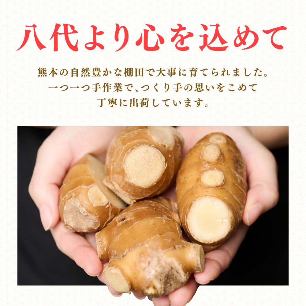 【選べる容量】八代生姜 400g・800g しょうが ショウガ ガリ ジンジャー 野菜 食品 薬味 生姜焼き しょうが焼き 温活 冷え性 対策 熊本県 八代市 東陽町 産地直送 国産