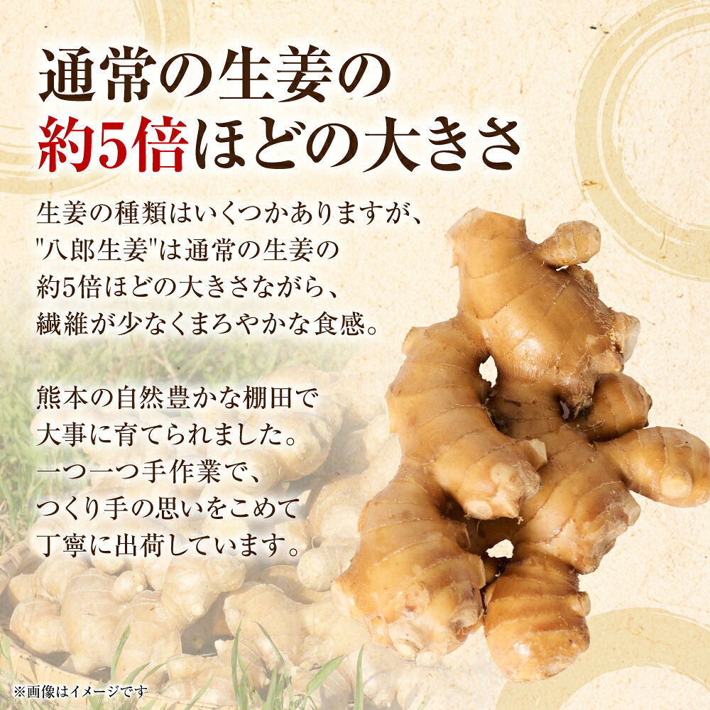 【選べる容量】八郎生姜 1kg~2kg しょうが ショウガ ガリ ジンジャー 野菜 食品 薬味 生姜焼き しょうが焼き 温活 冷え性 対策 熊本県 八代市 東陽町 産地直送 国産