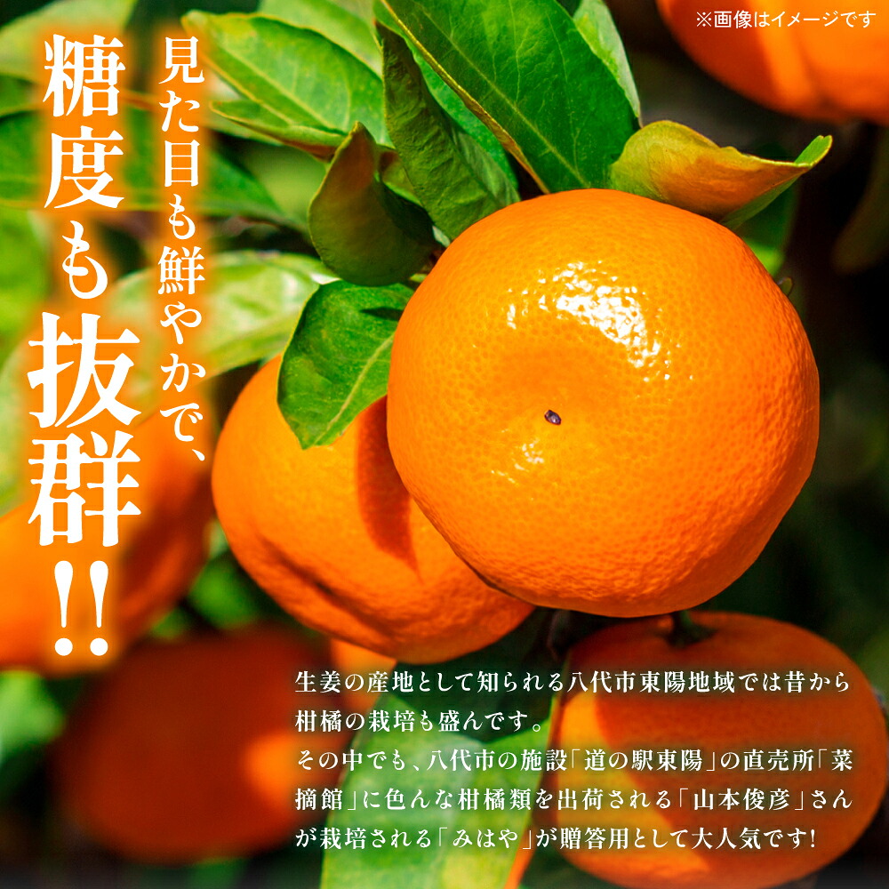【先行予約】 八代市東陽産 山本さん家の「 みはや 」 5kg みかん 柑橘 フルーツ 果物 果実 ミカン 蜜柑 熊本県 八代市 【2026年12月上旬より順次発送】