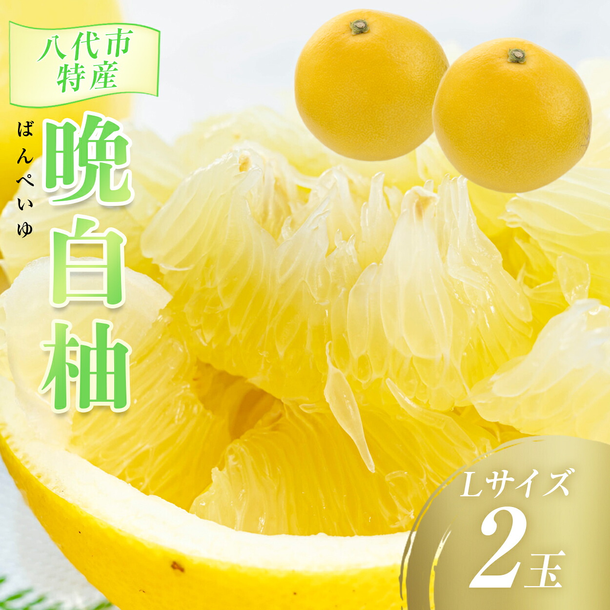 【先行予約】数量限定　八代市特産　晩白柚　Lサイズ 2玉 ばんぺいゆ 柑橘 フルーツ 果物 果実 特産品 熊本県 八代市 【2026年12月上旬より順次発送】