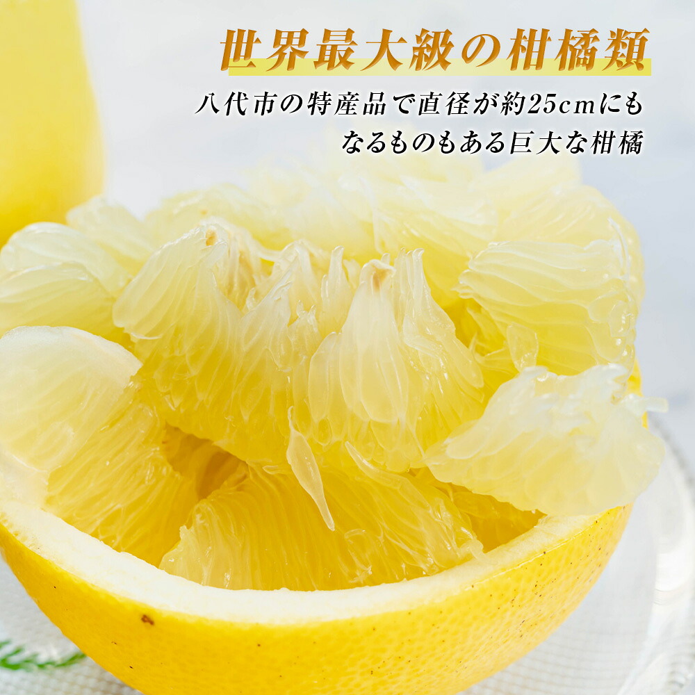 【先行予約】数量限定　八代市特産　晩白柚　Lサイズ 2玉 ばんぺいゆ 柑橘 フルーツ 果物 果実 特産品 熊本県 八代市 【2026年12月上旬より順次発送】