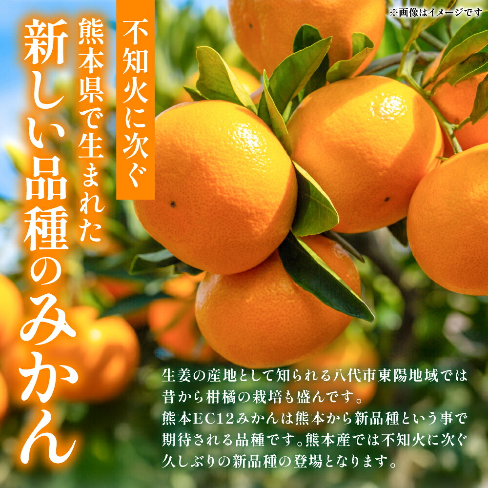 【先行予約】 八代市東陽町産の 「熊本EC12みかん」 約3kg みかん 柑橘 フルーツ 果物 果実 ミカン 蜜柑 熊本県 八代市 【2026年12月上旬より順次発送】