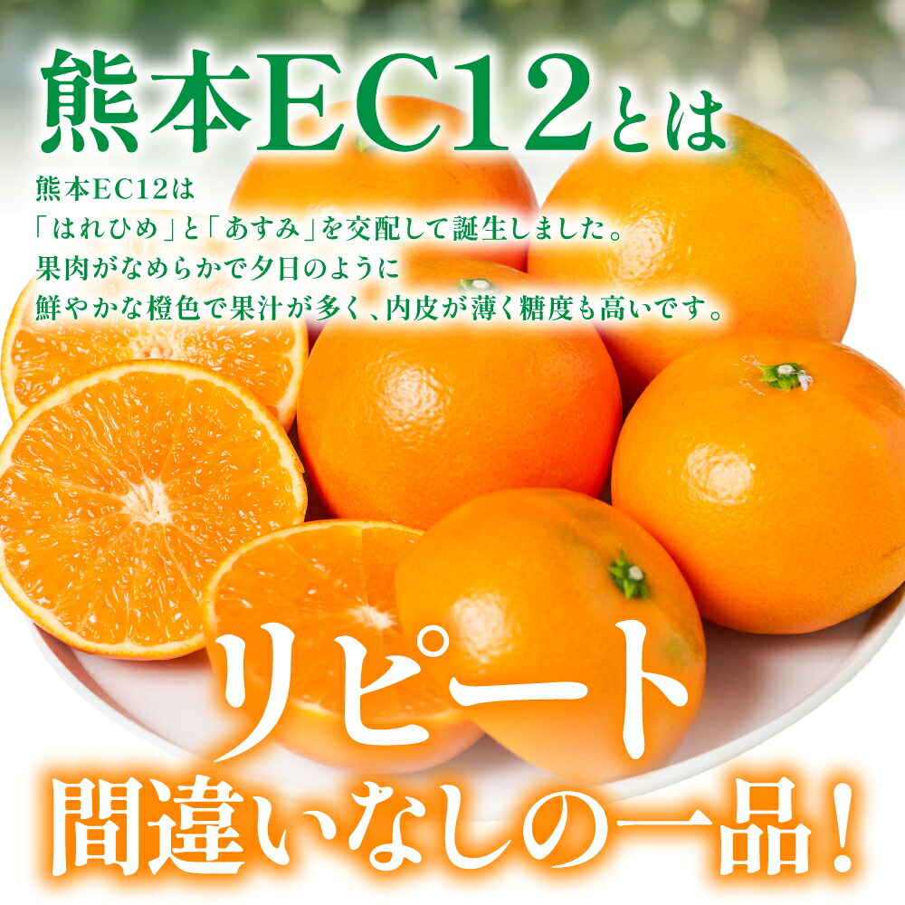 【先行予約】 八代市東陽町産の 「熊本EC12みかん」 約3kg みかん 柑橘 フルーツ 果物 果実 ミカン 蜜柑 熊本県 八代市 【2026年12月上旬より順次発送】