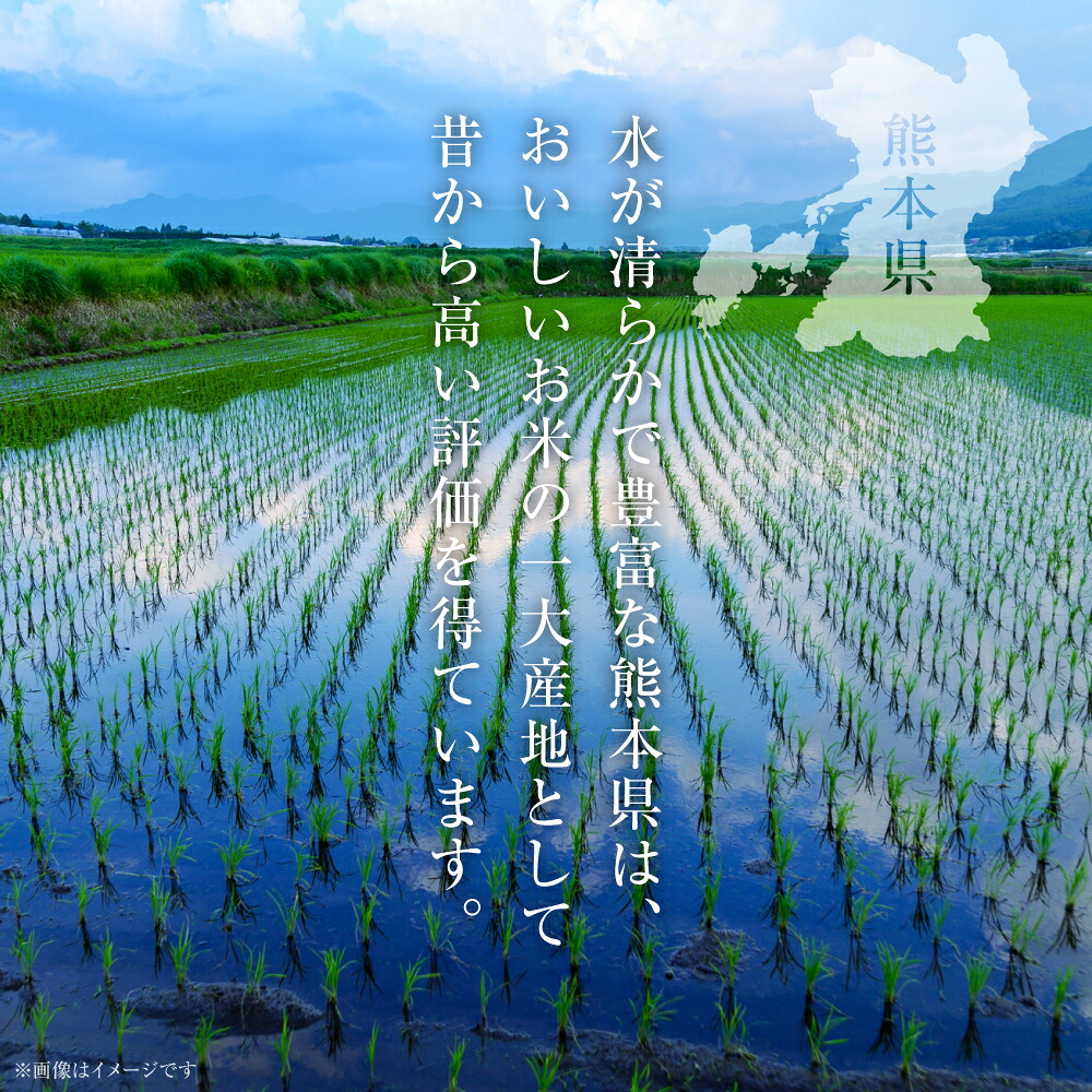 【先行予約】【選べる内容量】 《令和8年産》 熊本県産 にじのきらめき 5kg～10kg 米 お米 精米 白米 ごはん ご飯 おにぎり お弁当 熊本県 八代市 【2026年9月上旬より順次発送】