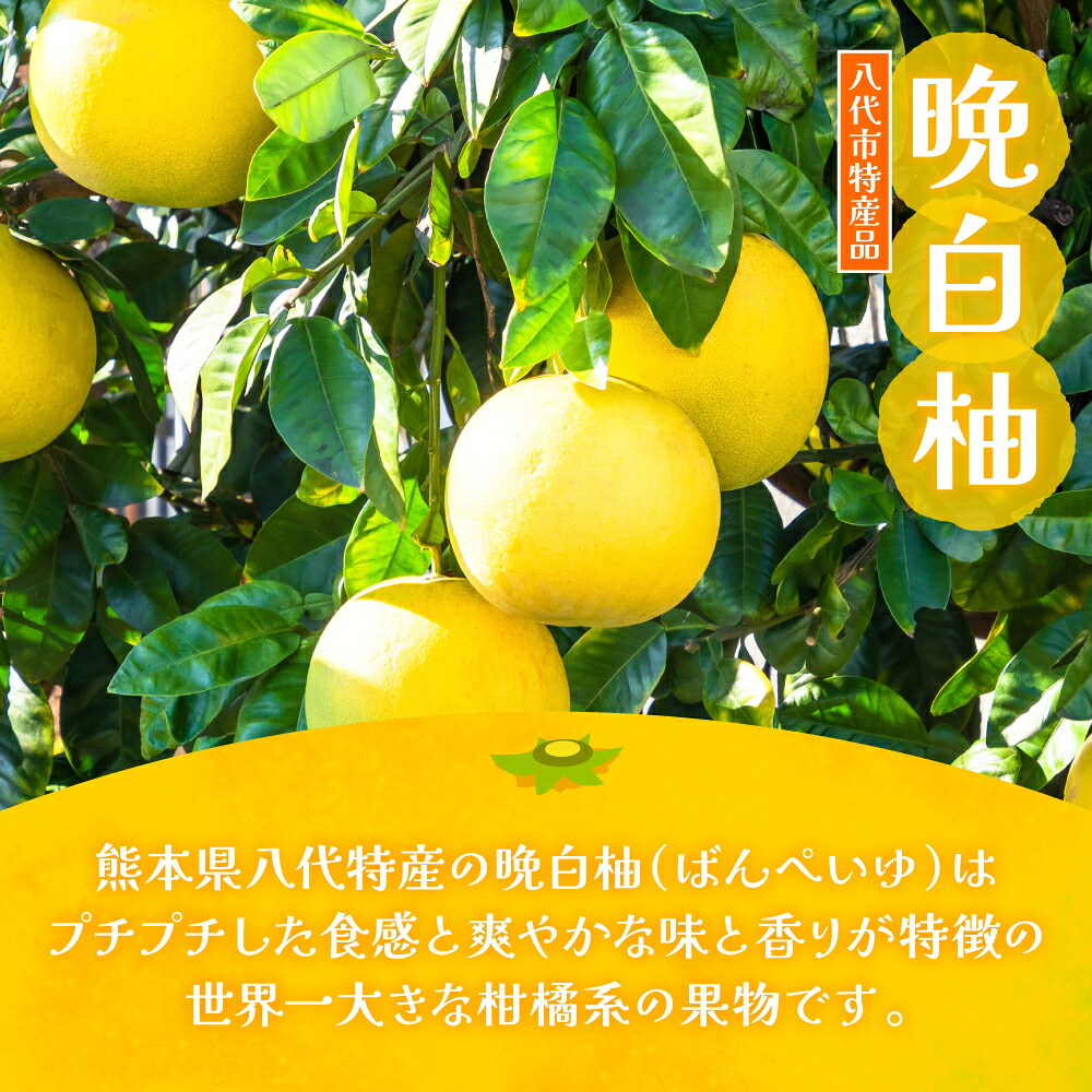熊本県 八代市産 晩白柚 ゼリー「マキシト ゼリー」セット（5袋入り） ばんぺいゆ 柑橘 手作り