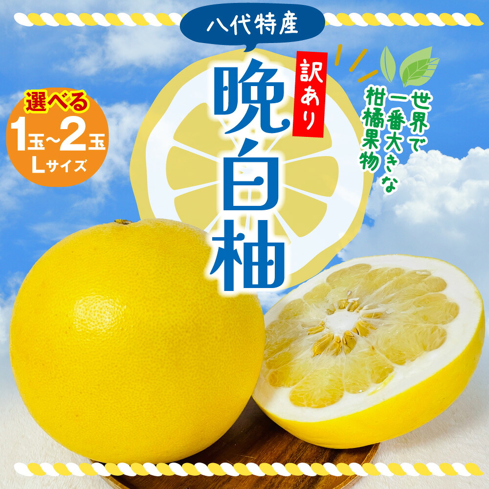 【先行予約】【選べる玉数】【訳あり】 晩白柚 Lサイズ 1~2玉 ばんぺいゆ 柑橘 果物 果実 くだもの フルーツ 熊本県産 八代市 特産品 【2026年12月上旬より順次発送】