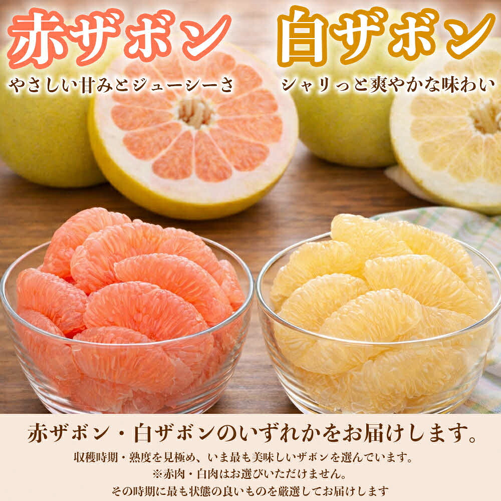 【先行予約】 【訳あり】 八代ザボン (赤肉または白肉) 約5kg (3～6玉)  果物 くだもの 果汁 柑橘 おやつ フルーツ デザート 熊本県 八代市 【2026年11月上旬より順次発送】