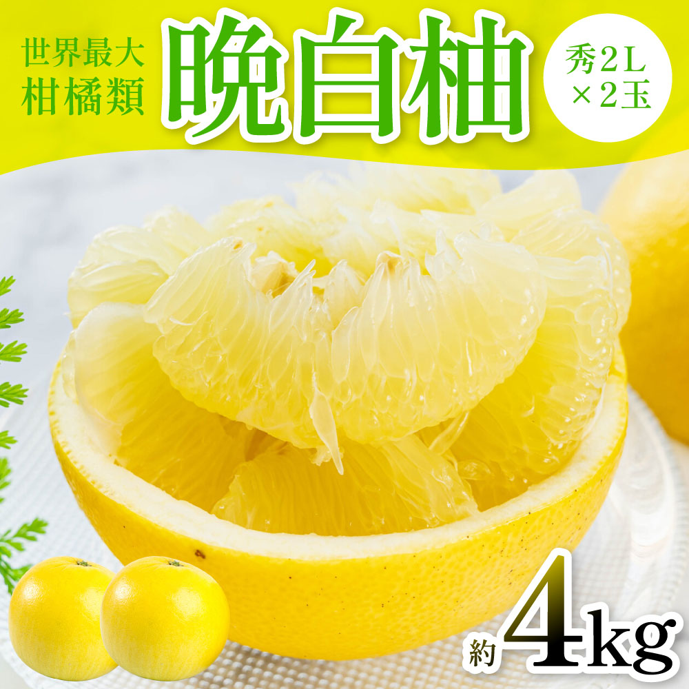 【先行予約】 晩白柚 （秀2L×2玉） 約4kg ばんぺいゆ 果物 果実 くだもの フルーツ 柑橘 柑橘類 熊本県 八代市  【2026年12月中旬より順次発送】