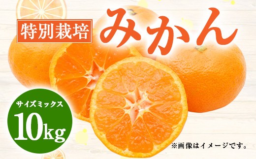 ＜ R8年熊本地震復興支援 ＞特別栽培みかん　10kg サイズミックス