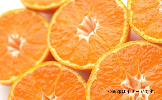 ＜ R8年熊本地震復興支援 ＞特別栽培みかん　10kg サイズミックス