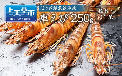 ＜ R8年熊本地震復興支援 ＞活き〆超急速冷凍車えび 250g（約8～11尾） 車海老 車えび 車エビ 海老 えび エビ 刺身 刺し身 真空パック 海鮮 冷凍 熊本県 上天草市【2026年10月下旬よ