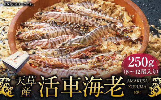 ＜ R8年熊本地震復興支援 ＞【配送指定日必須】天草産活車海老 250g 8～12尾 活き車海老 車海老 車エビ 活き海老 活きエビ えび 海老 エビ 新鮮 魚介 【発送期間2026年11月6日～20