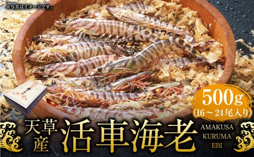 ＜ R8年熊本地震復興支援 ＞【配送指定日必須】天草産活車海老 500g 16～24尾 活き車海老 車海老 車エビ 活き海老 活きエビ えび 海老 エビ 新鮮 魚介 【発送期間2026年11月6日～2