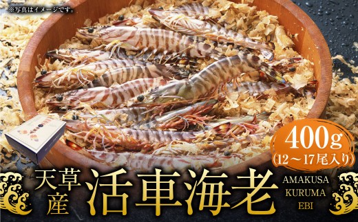 ＜ R8年熊本地震復興支援 ＞【配送指定日必須】天草産活車海老 400g 12～17尾 活き車海老 車海老 車エビ 活き海老 活きエビ えび 海老 エビ 新鮮 魚介 【発送期間2026年11月6日～2
