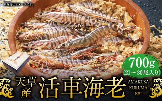 < R8年熊本地震復興支援 >【配送指定日必須】天草産活車海老 700g 21~30尾 活き車海老 車海老 車エビ 活き海老 活きエビ えび 海老 エビ 新鮮 魚介 【発送期間2026年11月6日~2