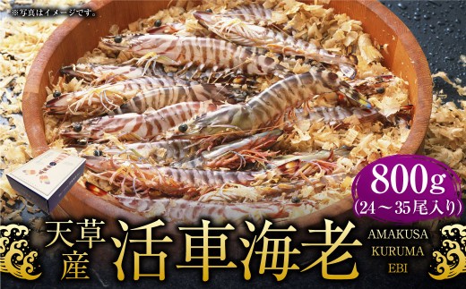 ＜ R8年熊本地震復興支援 ＞【配送指定日必須】天草産活車海老 800g 24～35尾 活き車海老 車海老 車エビ 活き海老 活きエビ えび 海老 エビ 新鮮 魚介 【発送期間2026年11月6日～2