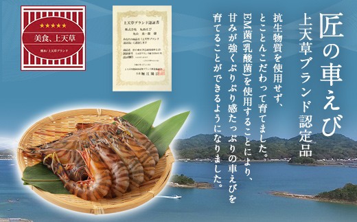 ＜ R8年熊本地震復興支援 ＞【配送日必須】【 上天草市 ブランド認証品 】活、匠の 車えび 約750g （約18～30尾） 車海老 クルマエビ えび 海老 エビ 魚介 海鮮 常温 熊本県【発送期間2