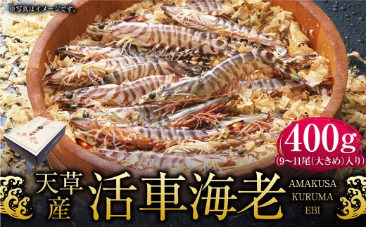 ＜ R8年熊本地震復興支援 ＞【配送指定日必須】天草産活車海老 400g 大（2L） 9～11尾 活き車海老 車海老 車エビ 活き海老 活きエビ えび 海老 エビ 新鮮 魚介 【発送期間2026年11