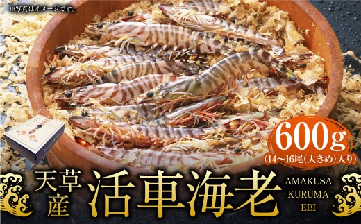 < R8年熊本地震復興支援 >【配送指定日必須】天草産活車海老 600g 大(2L) 14~16尾 活き車海老 車海老 車エビ 活き海老 活きエビ えび 海老 エビ 新鮮 魚介 【発送期間2026年1