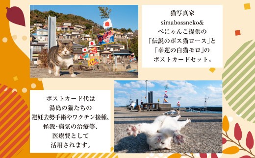 ＜ R8年熊本地震復興支援 ＞ねこの島！湯島！オリジナルポストカード【地域猫活動支援】 猫 ねこ ネコ オリジナルグッズ ポストカード オリジナルポストカード 2種 セット 猫島 猫の島 湯島 熊本県