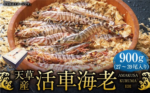 ＜ R8年熊本地震復興支援 ＞【配送指定日必須】天草産活車海老 900g 27～39尾 活き車海老 車海老 車エビ 活き海老 活きエビ えび 海老 エビ 新鮮 魚介 【発送期間2026年11月6日～2