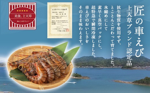 ＜ R8年熊本地震復興支援 ＞匠の 車えび 【活き締め急速冷凍】 500g （14尾～20尾） 車海老 クルマエビ えび 海老 エビ 魚介 海鮮 冷凍