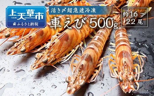 ＜ R8年熊本地震復興支援 ＞活き〆超急速冷凍車えび 500g（約16～22尾） 車海老 車えび 車エビ 海老 えび エビ 刺身 刺し身 真空パック 海鮮 冷凍 熊本県 上天草市【2026年10月下旬