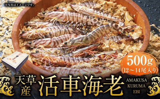 天草産 活車海老 500g