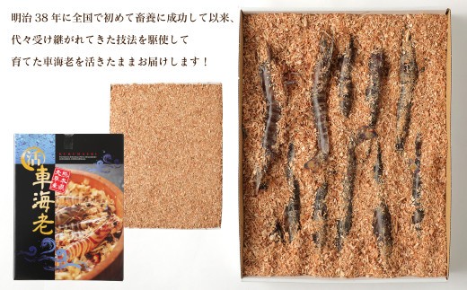 < R8年熊本地震復興支援 >【配送日指定品】原点の車海老 750g (23~32尾) 活き車海老 生えび 海老 エビ えび 車エビ 車海老 活きたまま 熊本県 上天草市【2026年11月30日から2
