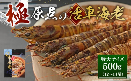 ＜ R8年熊本地震復興支援 ＞【配送日指定品】「極」原点の車海老 500g （12～14尾） 特大サイズ 活き車海老 生えび 海老 エビ えび 車エビ 車海老 活きたまま 熊本県 上天草市【2026年