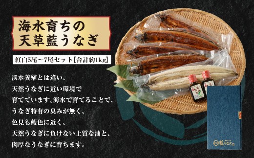 ＜ R8年熊本地震復興支援 ＞【定期便】3か月のご褒美！上天草山海贅沢セット 天草大王 精肉 セット 鶏肉 肉 お肉 天草藍うなぎ うなぎ 鰻 ウナギ 紅白 5尾～7尾 匠の車えび 活き締め 急速冷凍