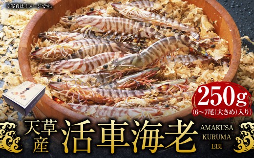 ＜ R8年熊本地震復興支援 ＞【配送指定日必須】天草産 活車海老 250g 大サイズ【発送期間2026年11月6日～2027年3月31日】