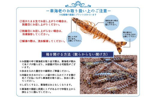＜ R8年熊本地震復興支援 ＞【配送指定日必須】天草産 活車海老 250g 大サイズ【発送期間2026年11月6日～2027年3月31日】