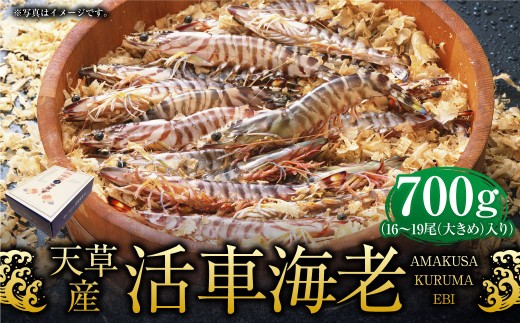 ＜ R8年熊本地震復興支援 ＞【配送指定日必須】天草産活車海老 700g 大（2L） 16～19尾 活き車海老 車海老 車エビ 活き海老 活きエビ えび 海老 エビ 新鮮 魚介 【発送期間2026年1
