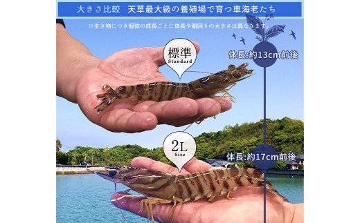 < R8年熊本地震復興支援 >【配送指定日必須】天草産活車海老 700g 大(2L) 16~19尾 活き車海老 車海老 車エビ 活き海老 活きエビ えび 海老 エビ 新鮮 魚介 【発送期間2026年1