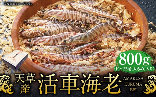 ＜ R8年熊本地震復興支援 ＞【配送指定日必須】天草産活車海老 800g 大（2L） 19～22尾 活き車海老 車海老 車エビ 活き海老 活きエビ えび 海老 エビ 新鮮 魚介 【発送期間2026年1