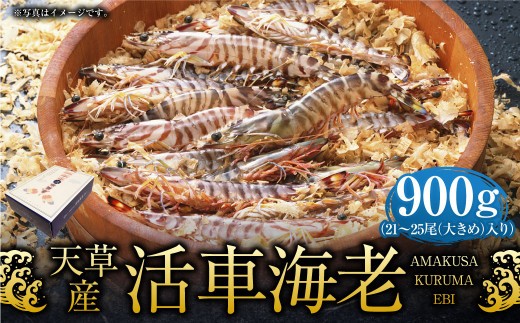 ＜ R8年熊本地震復興支援 ＞【配送指定日必須】天草産活車海老 900g 大（2L） 21～25尾 活き車海老 車海老 車エビ 活き海老 活きエビ えび 海老 エビ 新鮮 魚介 【発送期間2026年1
