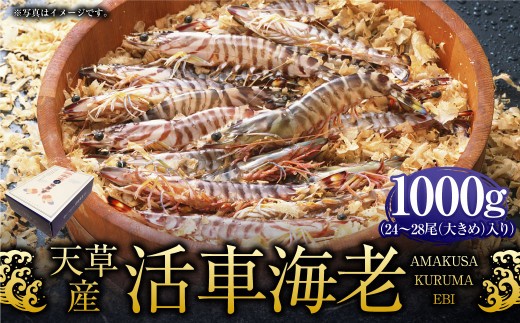 ＜ R8年熊本地震復興支援 ＞【配送指定日必須】天草産活車海老 1000g 大（2L） 24～28尾 1kg 活き車海老 車海老 車エビ 活き海老 活きエビ えび 海老 エビ 新鮮 魚介 【発送期間2